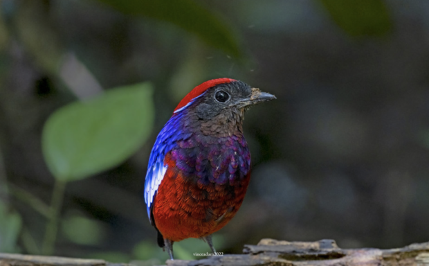 Wild life, Taman Negara